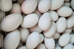 赤峰大鵝 金九店電話號(hào)碼