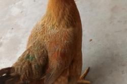 赤峰收購散養(yǎng)雞電話號碼是多少