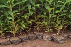 赤峰求購(gòu)苗木電話號(hào)碼查詢(xún)地址