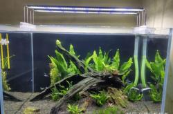 赤峰水族寵物養(yǎng)殖基地電話號碼