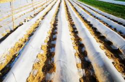 赤峰地膜生產(chǎn)廠家電話號(hào)碼