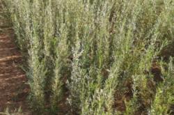 赤峰檸條顆粒廠家電話號碼