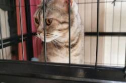 赤峰同城領(lǐng)養(yǎng)貓咪群電話號(hào)碼