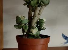 赤峰盆栽綠植批發(fā)電話號碼