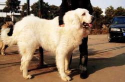 赤峰大白陪診二寶電話號(hào)碼