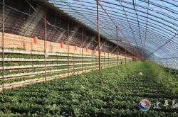 赤峰市區(qū)草莓采摘園電話號碼