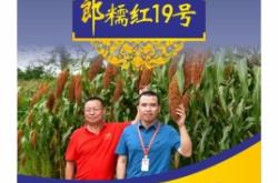 赤峰賣高粱種子電話是多少號(hào)