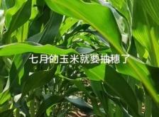 赤峰玉米抽穗種植基地電話號(hào)碼
