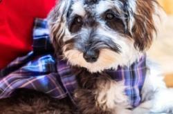 赤峰萌寵物樂園電話號碼多少