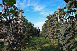 赤峰哪里有葡萄廠子呀電話號(hào)