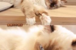 赤峰貓咖酒吧電話號(hào)碼多少