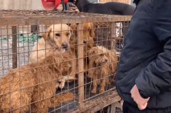 赤峰狗肉小館電話號(hào)碼多少