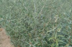 內(nèi)蒙古赤峰沙棘苗圃電話地址是多少