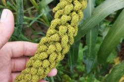 赤峰芥菜收割機電話號碼