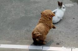 赤峰兔子養(yǎng)殖場(chǎng)地址電話號(hào)碼