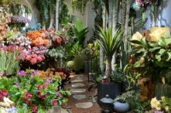 赤峰哪里有花卉批發(fā)市場