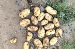 赤峰大白塊磚廠家電話號碼