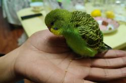 赤峰鸚鵡領(lǐng)養(yǎng)電話多少啊