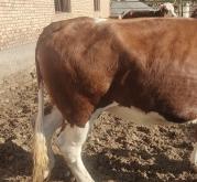 赤峰大型肉牛養(yǎng)殖廠電話號(hào)碼