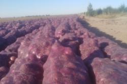 赤峰人工種蔥基地電話地址查詢