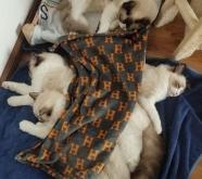 赤峰市布偶貓舍電話號(hào)碼