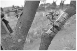 赤峰茶花篩選機定做廠家電話號碼