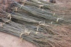 赤峰求購(gòu)苗木電話號(hào)碼多少號(hào)