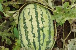 赤峰周圍收購打瓜廠家電話號(hào)碼