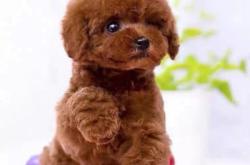 赤峰泰迪繁育基地電話號(hào)碼