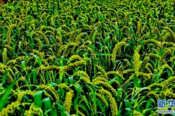 赤峰王家店炮兵團(tuán)營區(qū)電話號(hào)碼