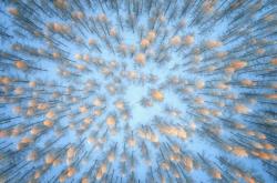 赤峰樹枝回收電話號碼查詢地址