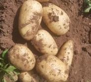 赤峰市土豆代購網(wǎng)電話號碼