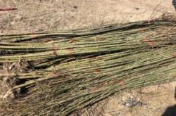 赤峰銷(xiāo)售柳樹(shù)苗電話號(hào)碼查詢(xún)