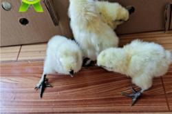 赤峰鴨苗養(yǎng)殖場地址電話號碼