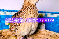 赤峰賣活鵪鶉的電話號(hào)碼