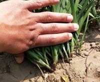 赤峰韭菜批發(fā)電話多少號