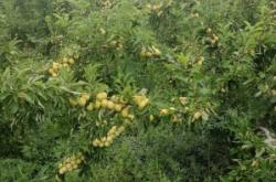 赤峰李子公司電話多少號