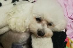 赤峰市寵物店電話號碼