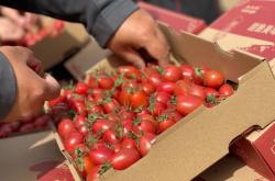 赤峰水泉番茄種植基地電話號(hào)碼