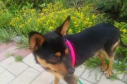 赤峰市狗狗認領電話號碼是多少