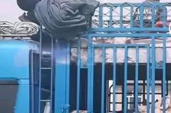 赤峰收大豬老板電話號碼是多少