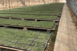 赤峰圓茄苗定購電話查詢號碼