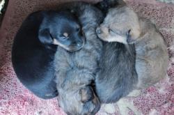 赤峰寵物狗領(lǐng)養(yǎng)中心電話號(hào)碼