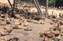 赤峰市批發(fā)鴨苗電話地址查詢