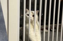 赤峰上門(mén)遛狗電話多少啊