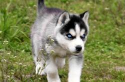 赤峰寵物狗市場(chǎng)在哪