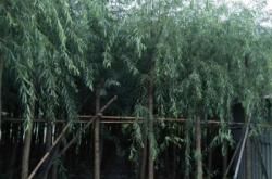 赤峰柳樹苗基地電話號(hào)碼