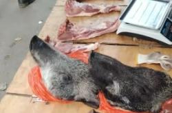 赤峰賣小乳豬電話號碼多少