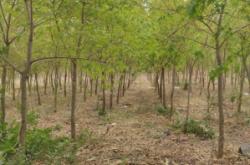 赤峰寧城的苗圃基地電話是多少