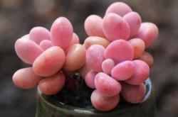 赤峰賣花小攤電話號碼查詢是多少